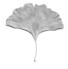 Gingko Blatt
© SM Gingko Blatt
© SM