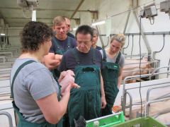Gerhard Schmidt erfährt Wissenswertes über Ferkel
© IGS Thüringen e.V. Gerhard Schmidt erfährt Wissenswertes über Ferkel
© IGS Thüringen e.V.