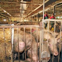 IGS Thüringen: Blick in einen Schweinestall mit Abluftkaminen IGS Thüringen: Blick in einen Schweinestall mit Abluftkaminen